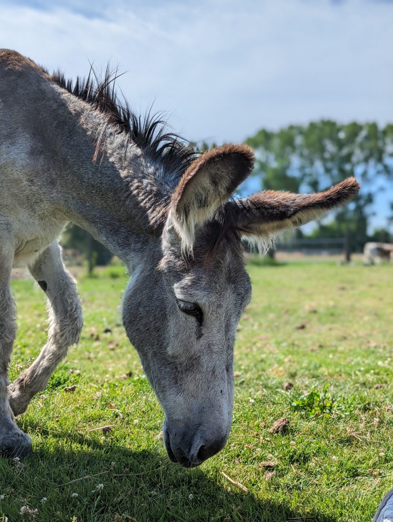 Ezel - dierhouderij De Mettemaat