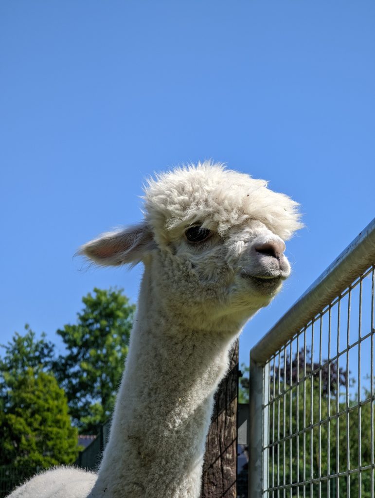 Alpaca - Dierhouderij de Mettemaat